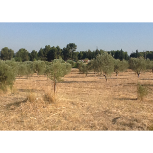 Champs d'Oliviers cultivés en Bio à Coudoux, Velaux, La Fare les oliviers, Rognac et Vitrolles