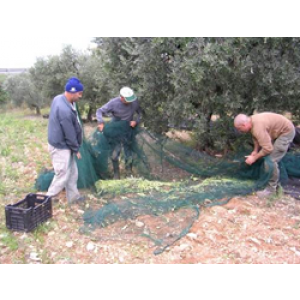 Récolte olives de Provence