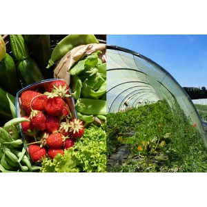 Le domaine du Grand Sonnailler pratique sur 12 ha une agriculture biologique