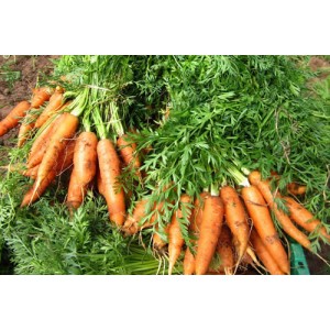 Cette situation privilégiée permet de produire des légumes et des fruits d'une très grande qualité gustative idéale pour la santé. 