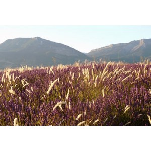 Les produits emblématiques de Provence sont issus de l’agriculture biologique, et offrent une multitude de bienfaits.