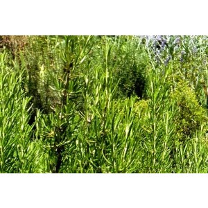 Herbes de Provence, Thym, Romarin