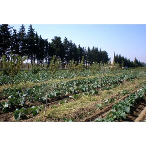 Franck et Thierry Ginoux ont fait le choix d’une agriculture biologique et locale 
