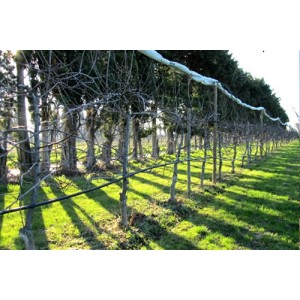 Franck et Thierry Ginoux ont fait le choix d’une agriculture biologique et locale 