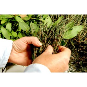 Créée par M. Froment en 1987, Prov'Herbes cultive, sélectionne et conditionne dans la plus pure tradition provençale, les plantes aromatiques de nos garrigues