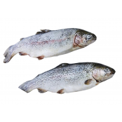 Truites saumonées vidées - 400 à 500g env.