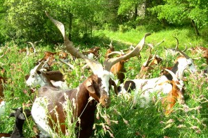 Chèvres du Rove